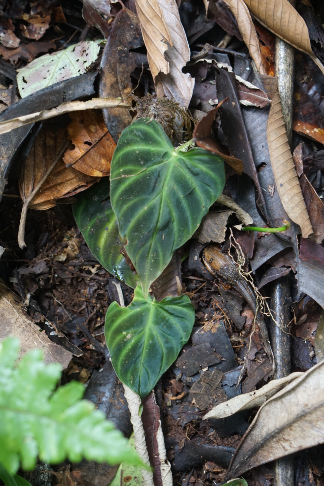 Philodendron verrucosum 'Lita'