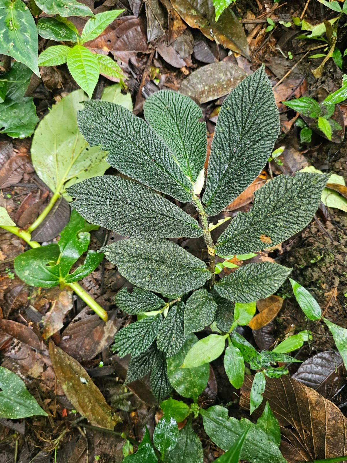 Piper appendiculatum