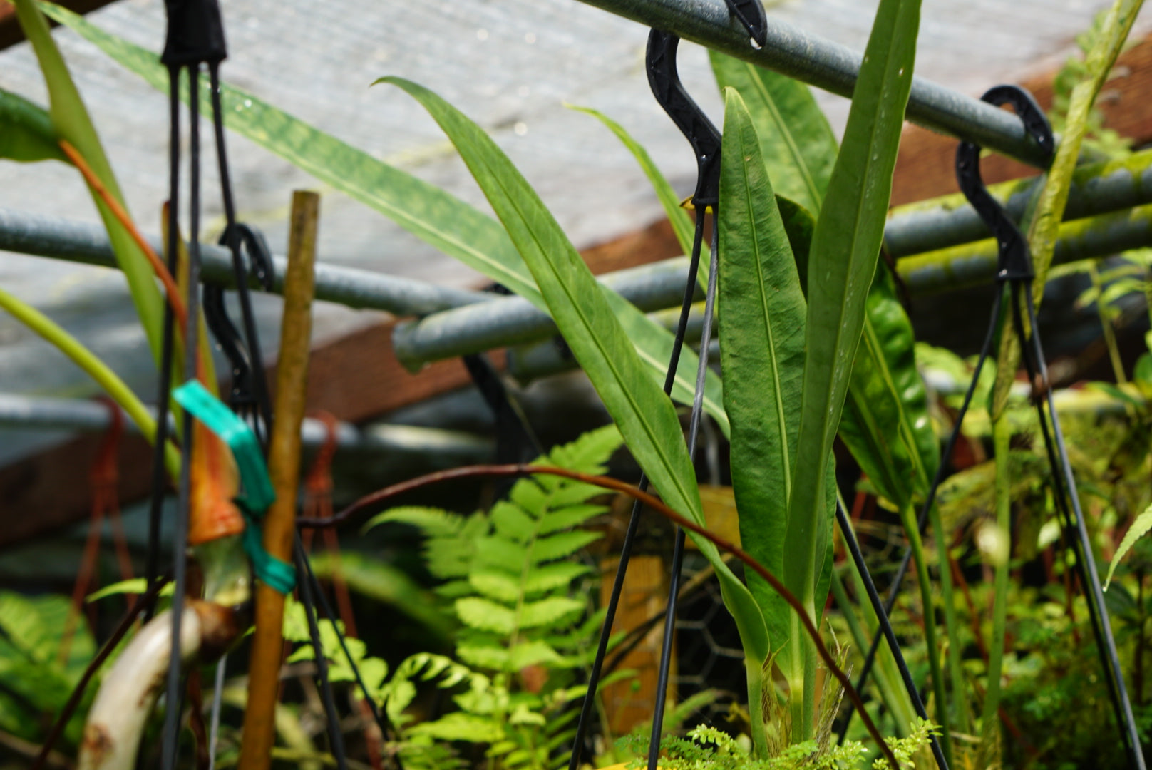 Anthurium sp. Morona (strap leaf)