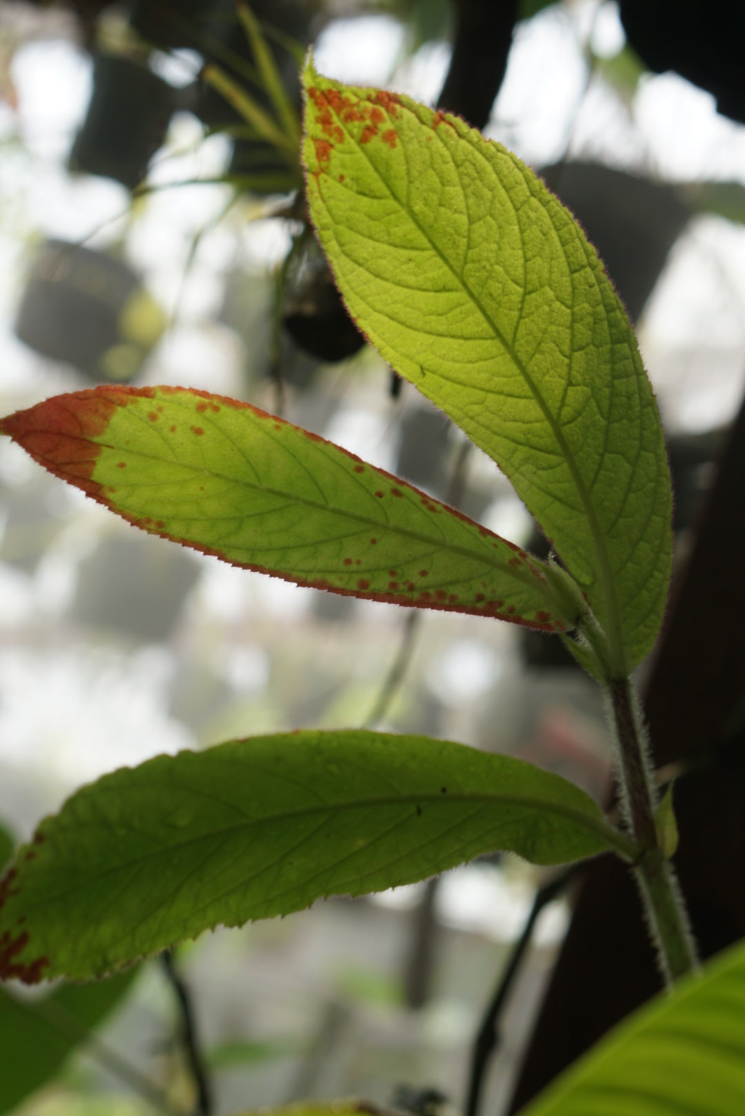 Columnea aff. medicinalis