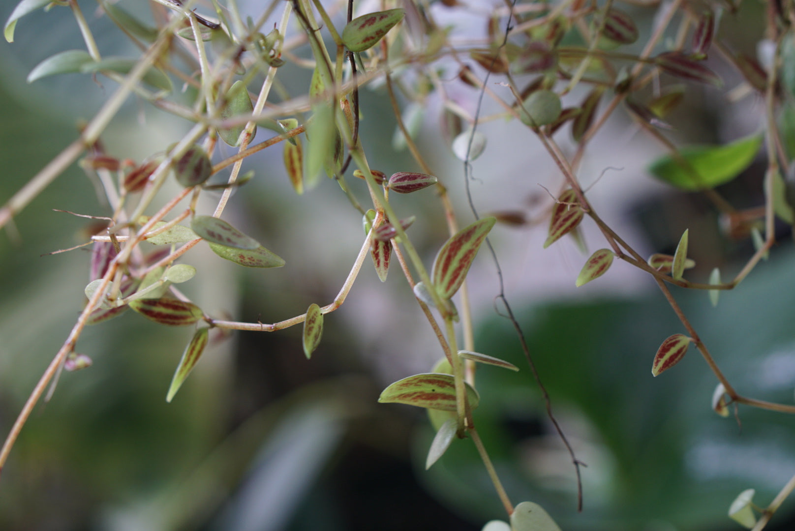 Peperomia jamesoniana