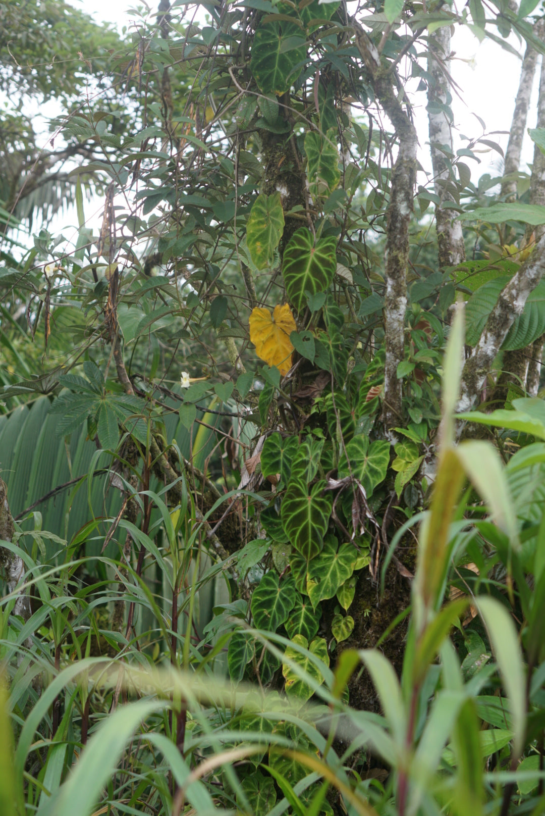 Philodendron verrucosum 'Lita'