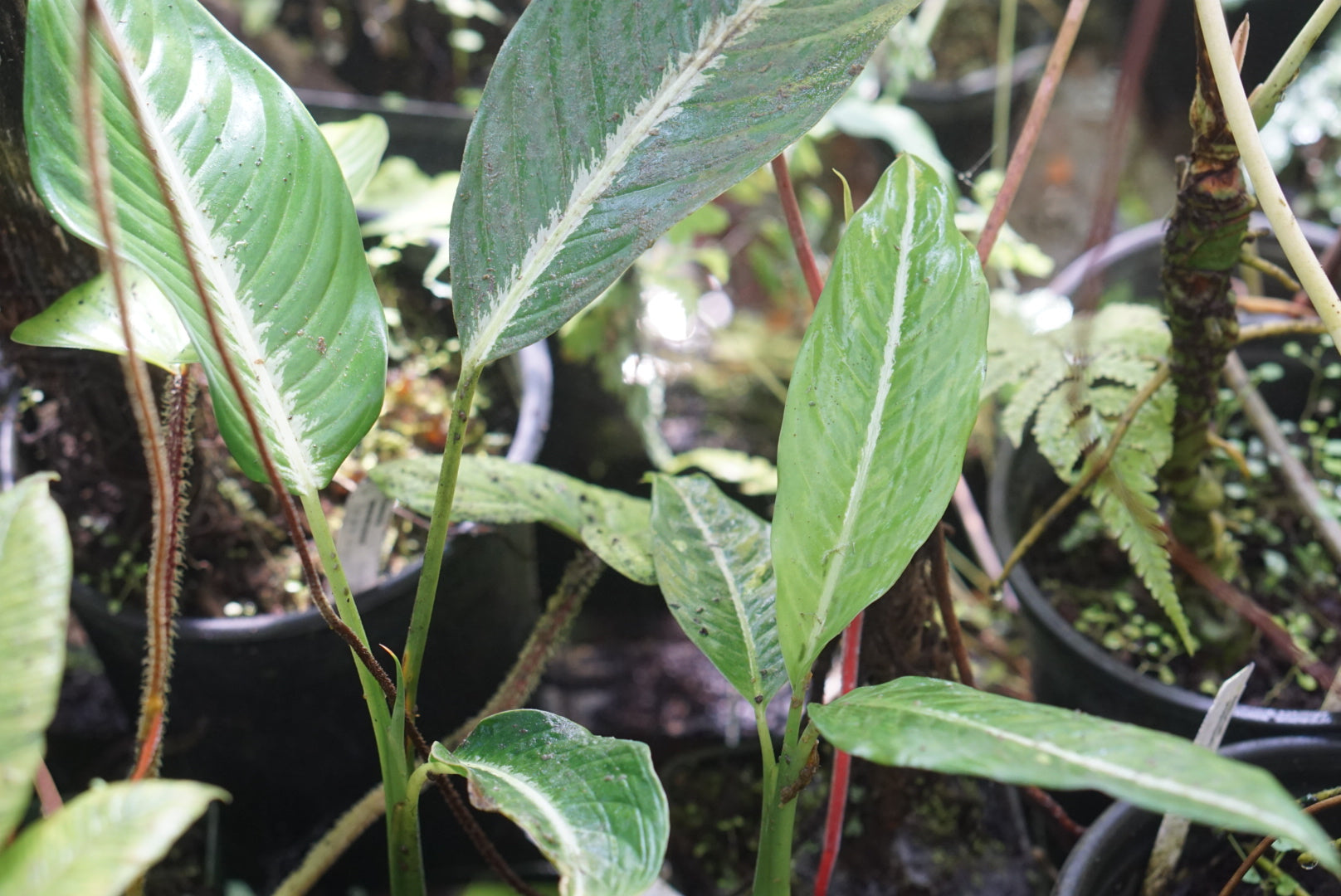 Deiffenbachia harlingii