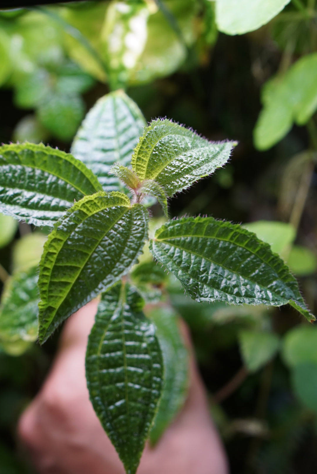 Clidemia sp. Napo