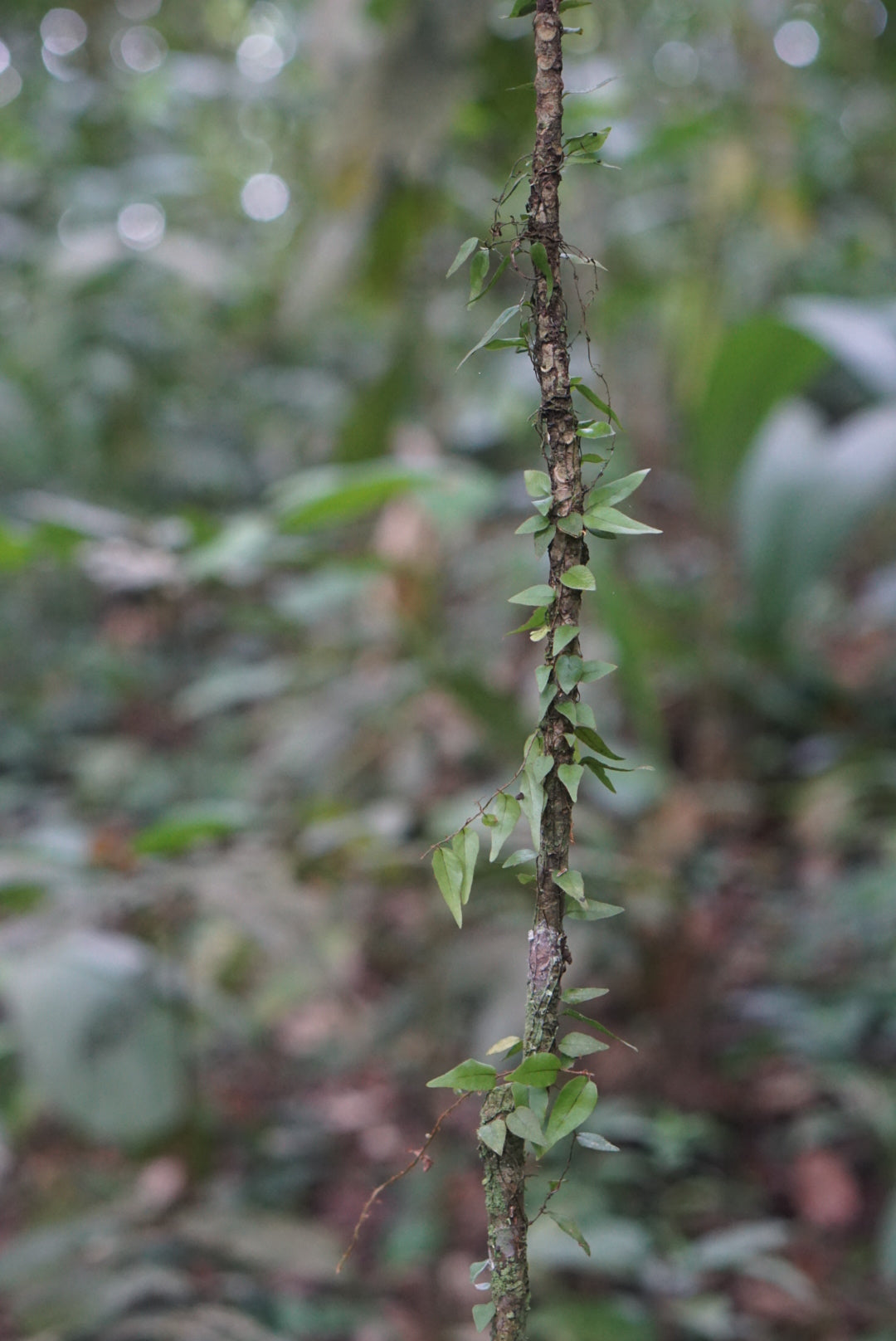 Microgramma cf. reptans