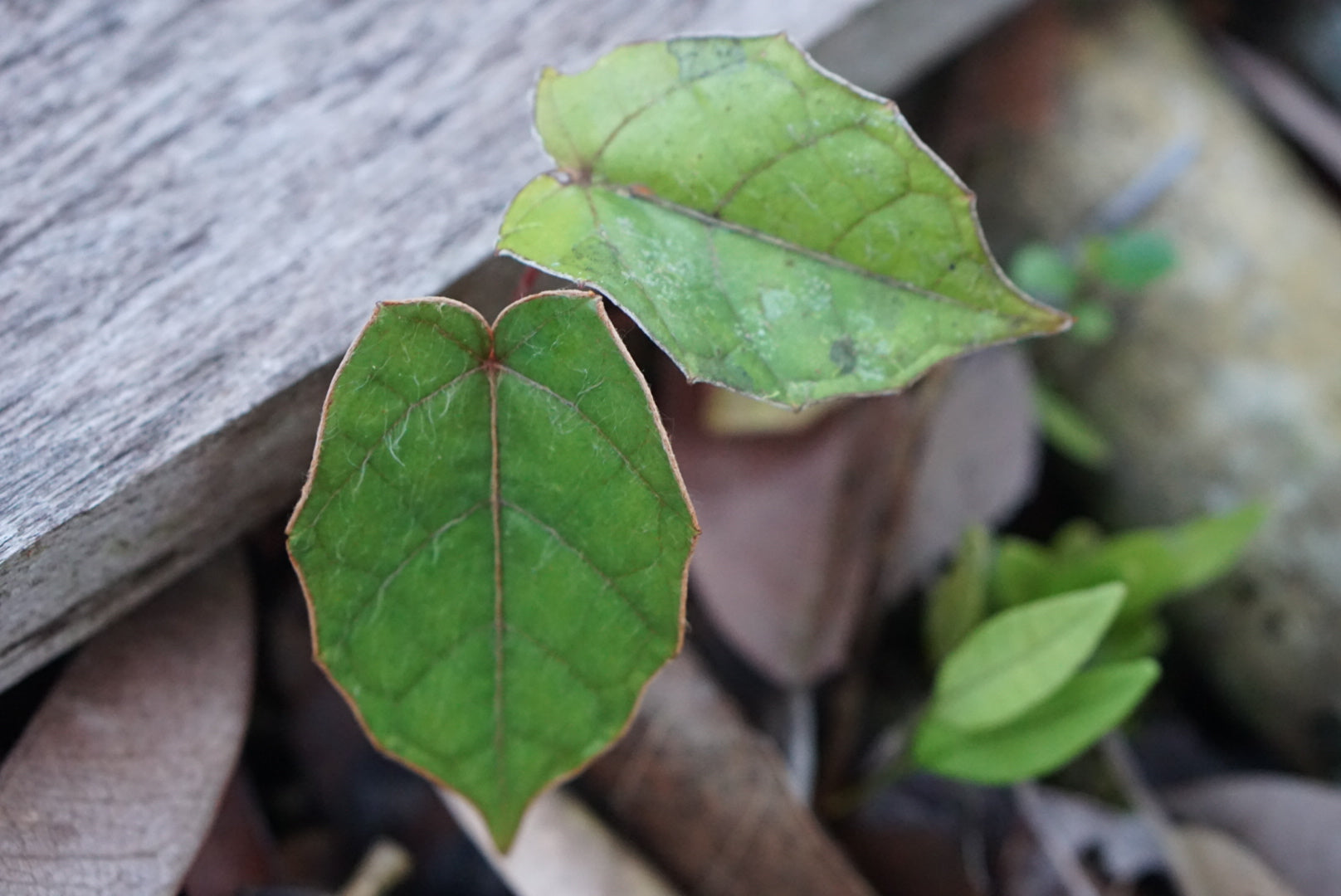 Pterisanthes sp. Borneo