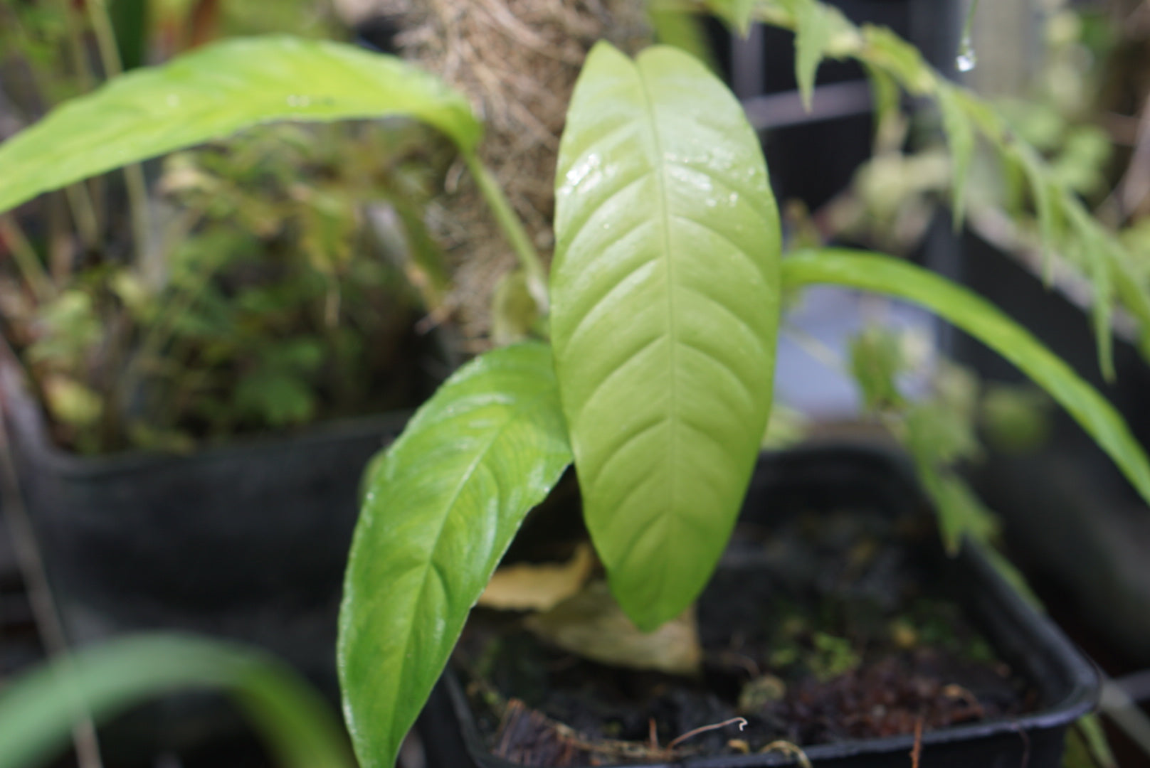 Philodendron sp. Panama 1 ABG