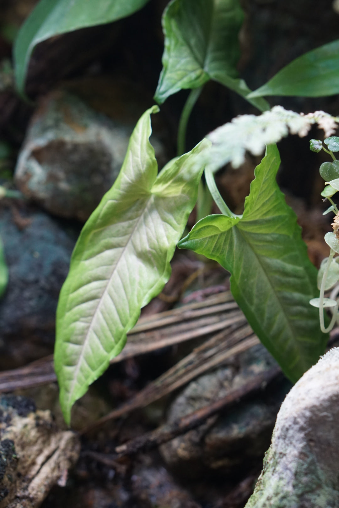 Syngonium yurimaguemse