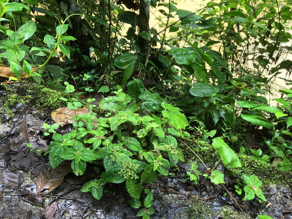 Pilea sp. Gualaquiza