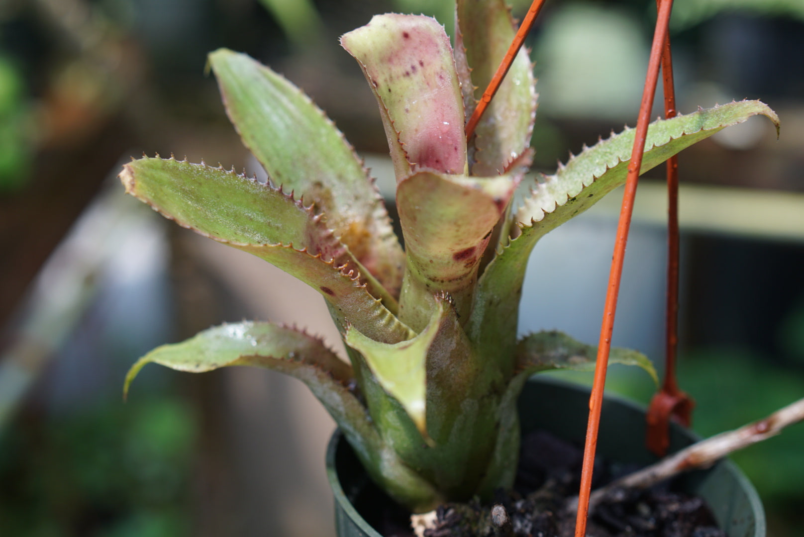 Aechmea aculeatosepala