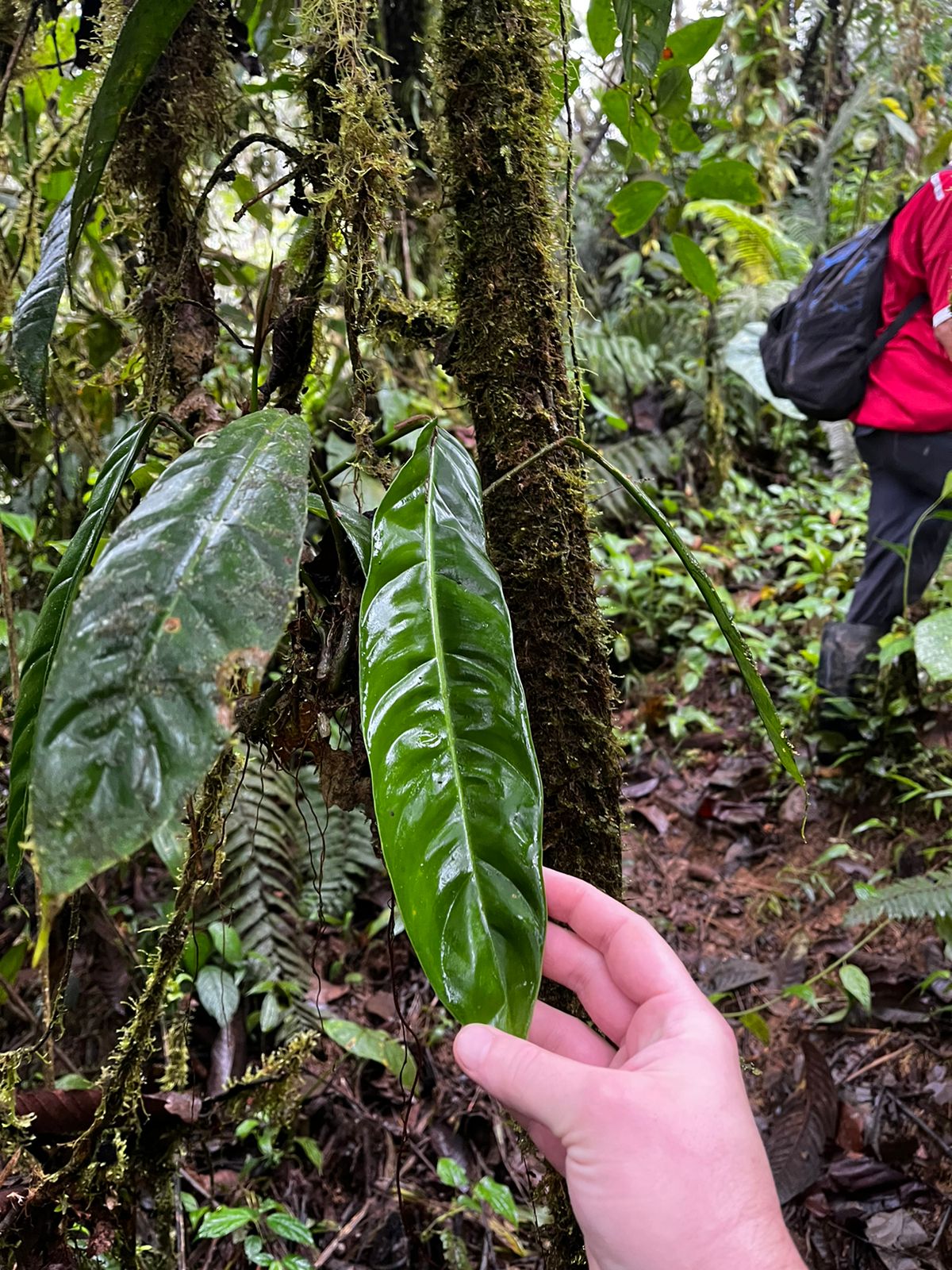 Philodendron patriciae