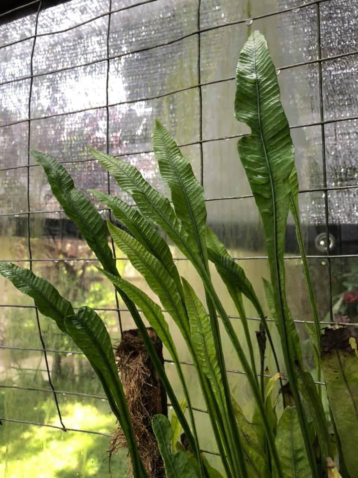 Fern sp. Amazonas (D.C. Botanic Garden)