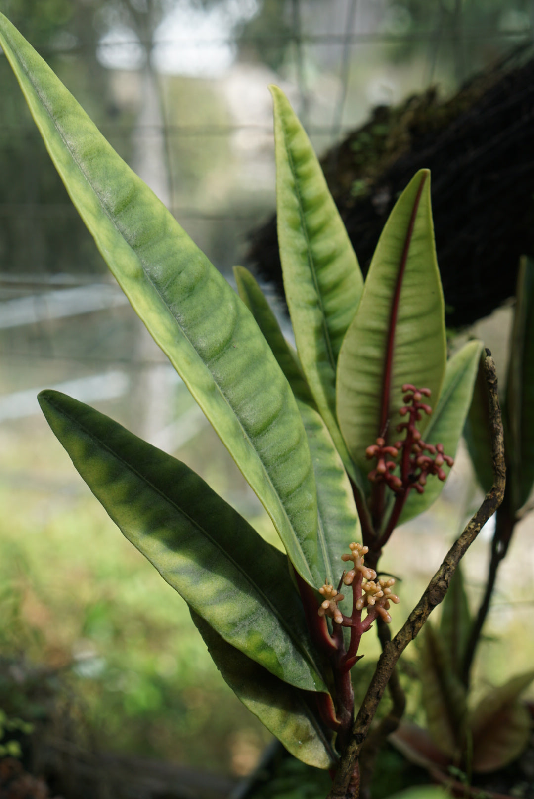 Labisia sp. Borneo 1