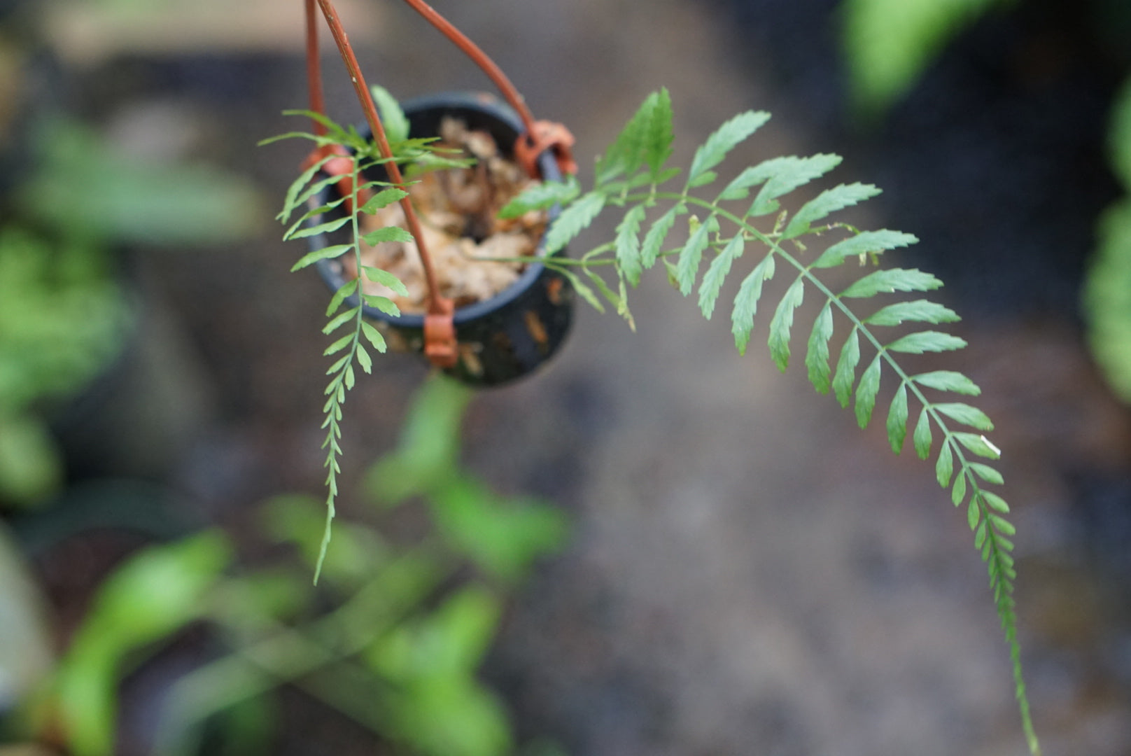 Asplenium sp. Chocó