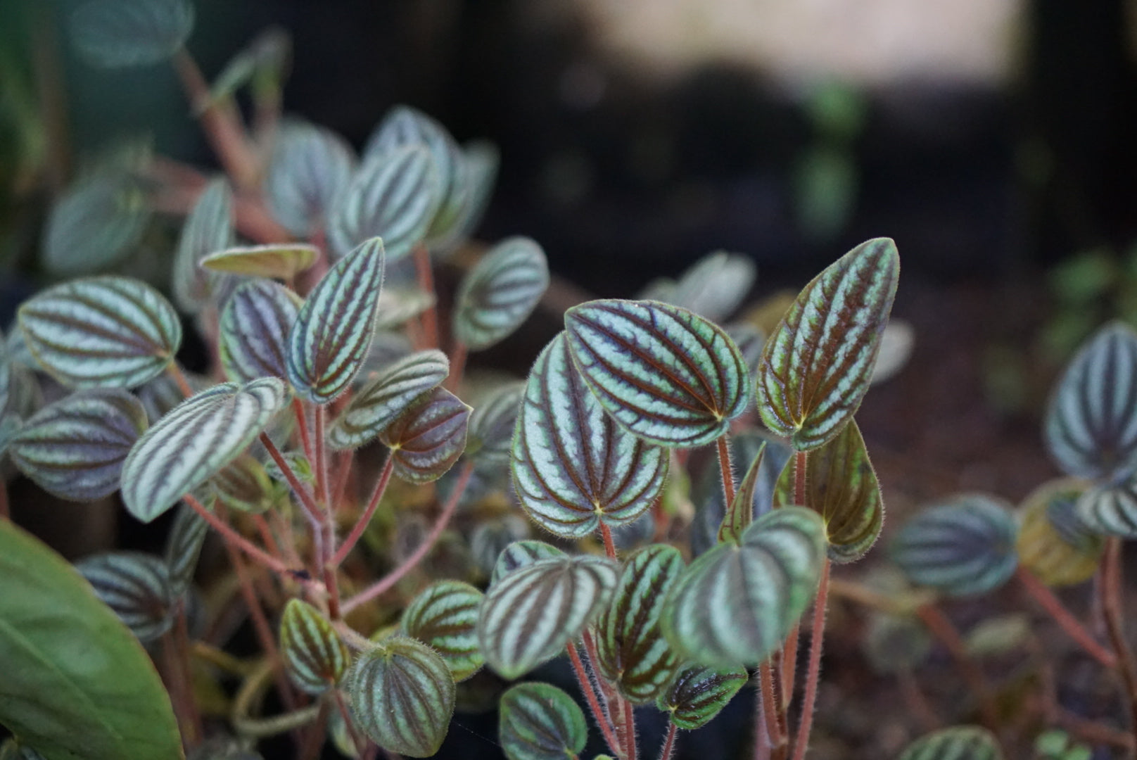 Peperomia sp. Colombia 1
