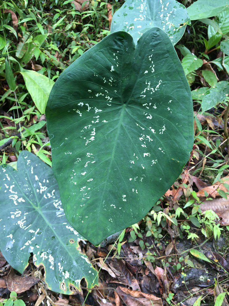 Caladium smaragdinum