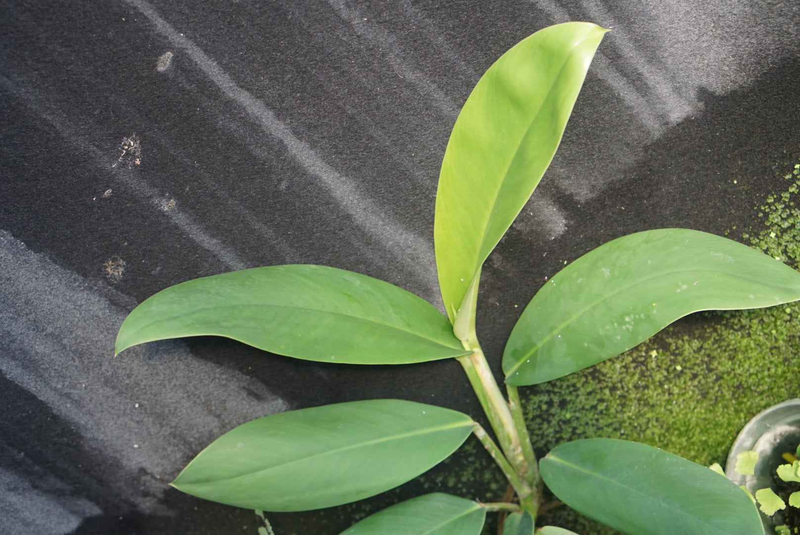 Rhaphidophora sp. Central Kalimantan