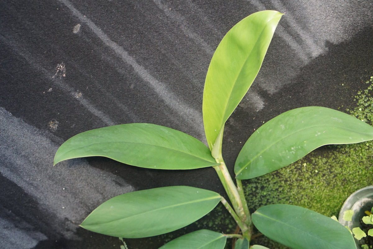 Rhaphidophora sp. Central Kalimantan