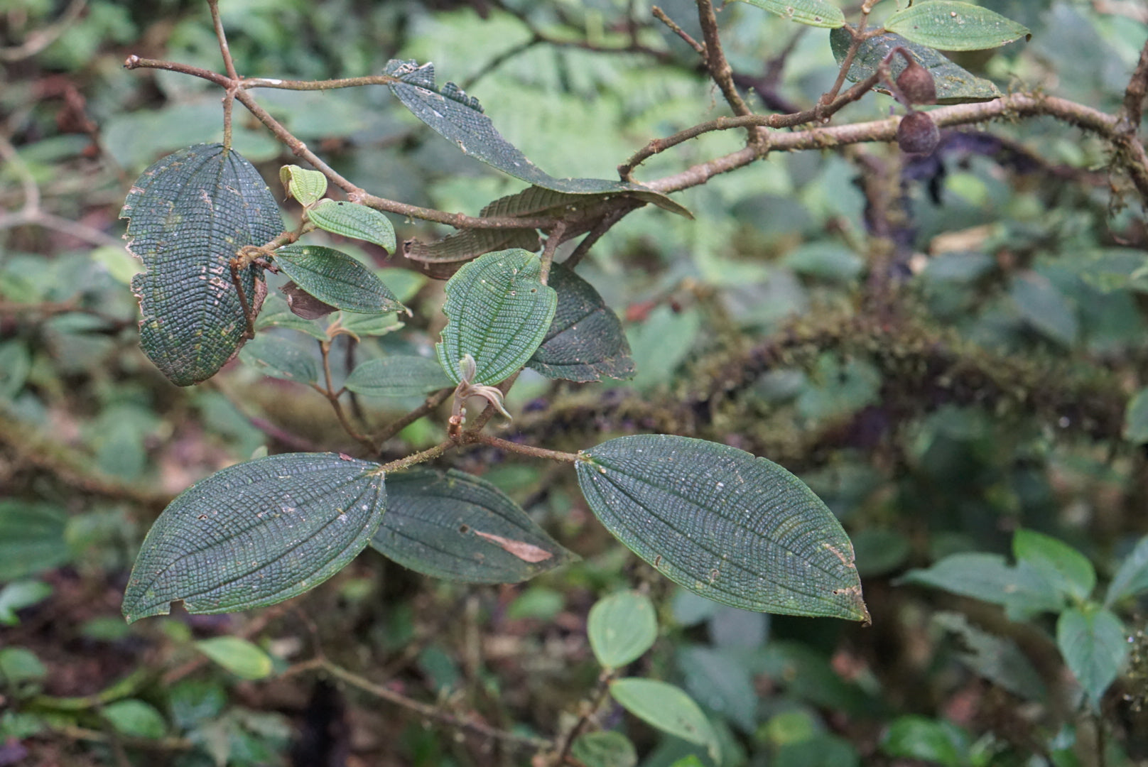 Miconia sp Mindo