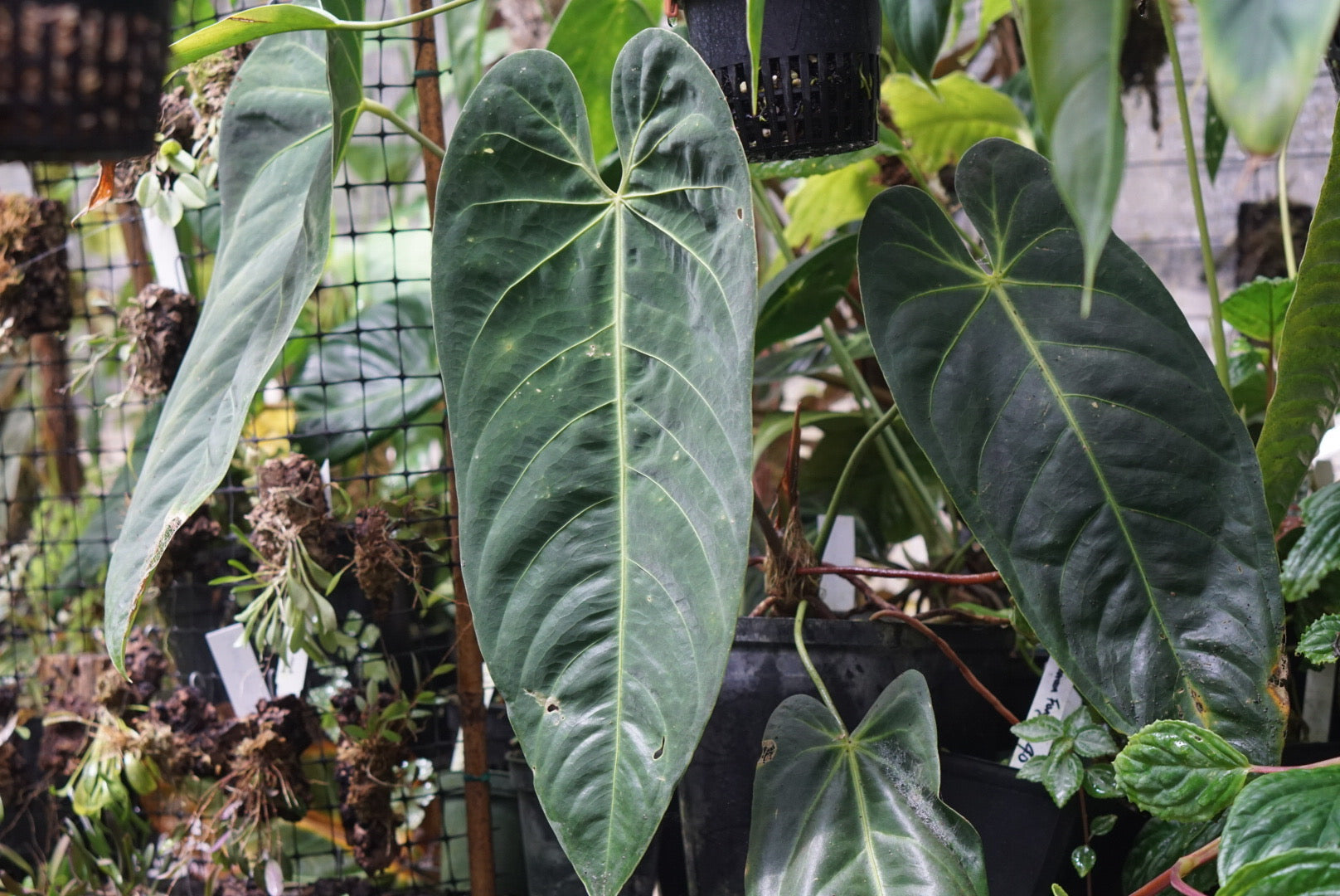 Anthurium metallicum