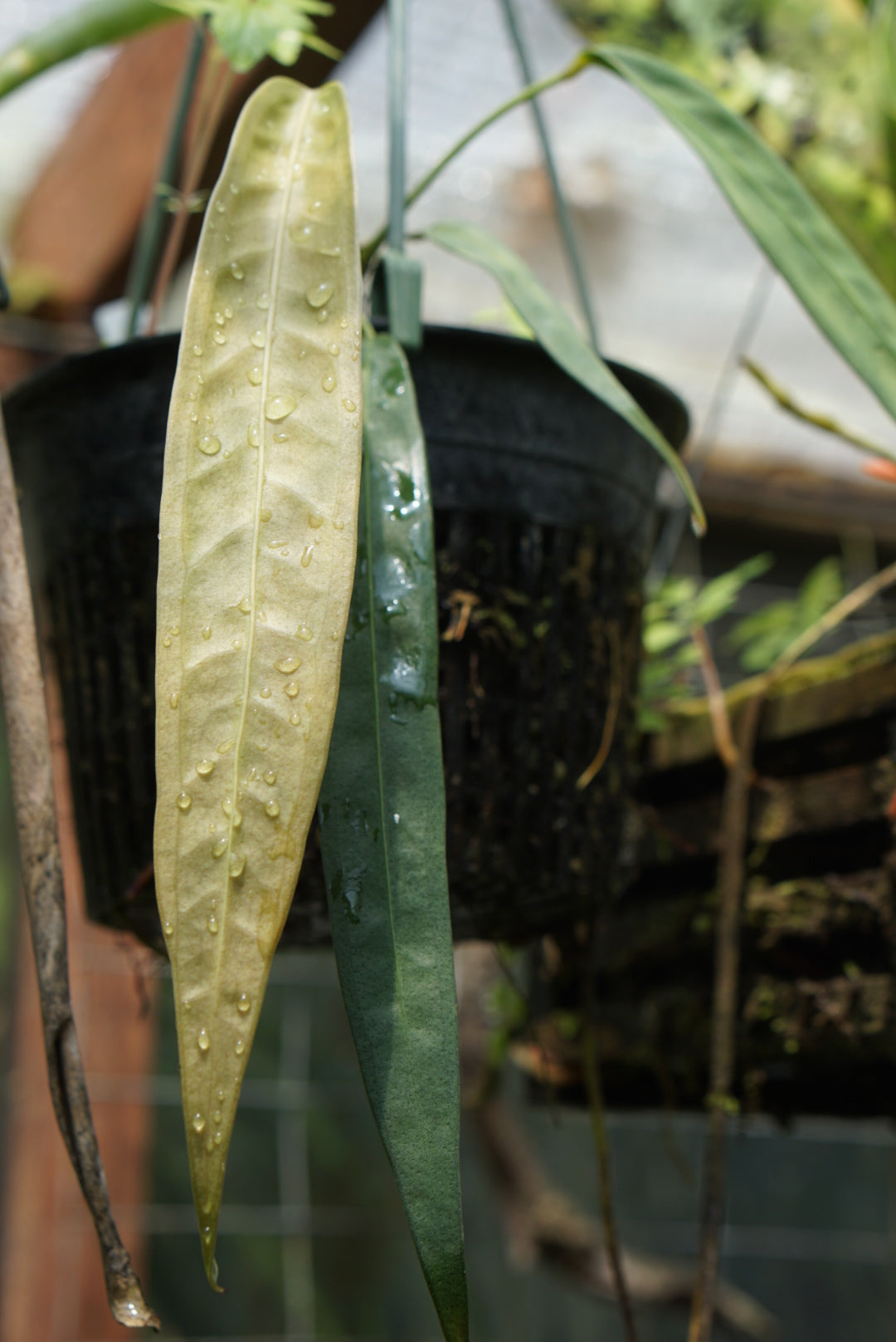 Anthurium wendlingerii