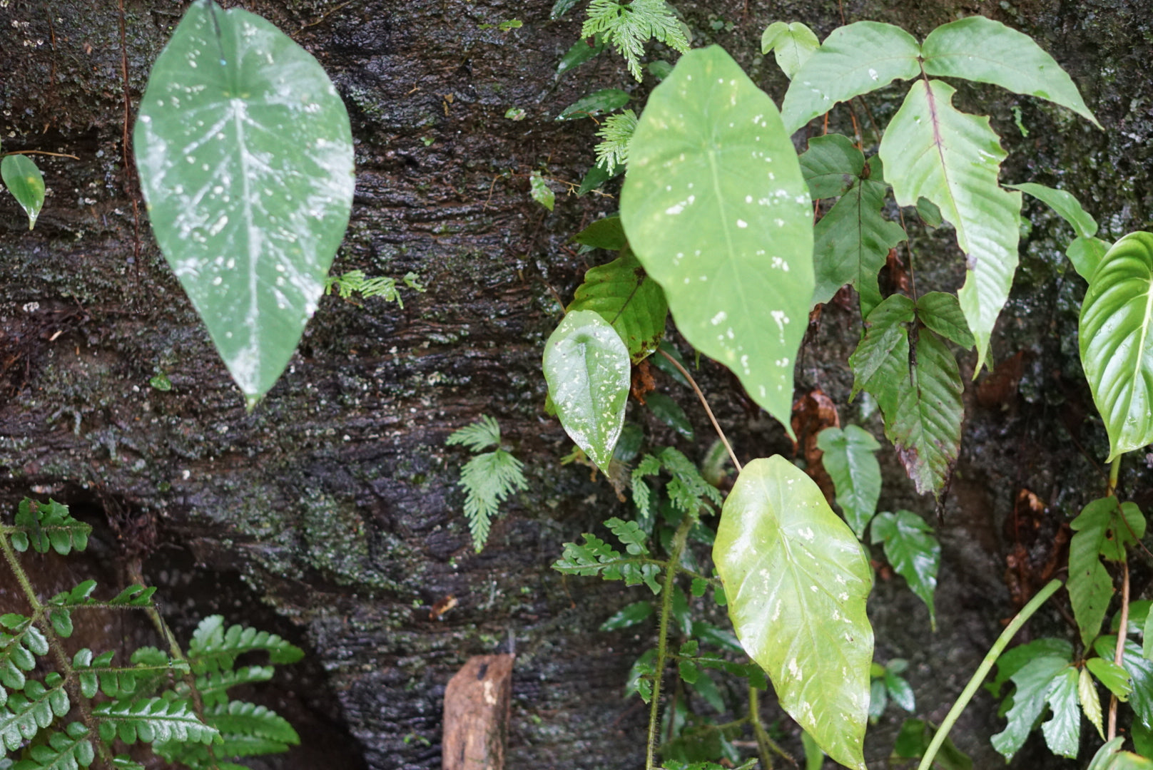 Caladium smaragdinum