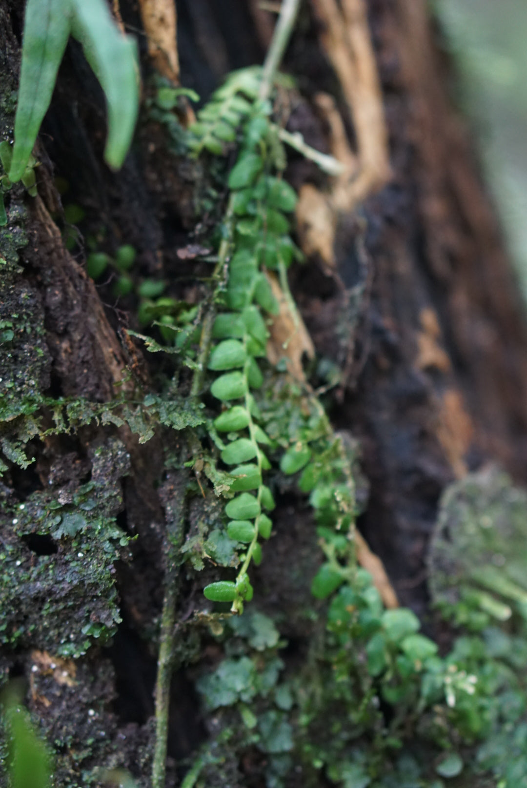 Marcgravia sp. Napo 2