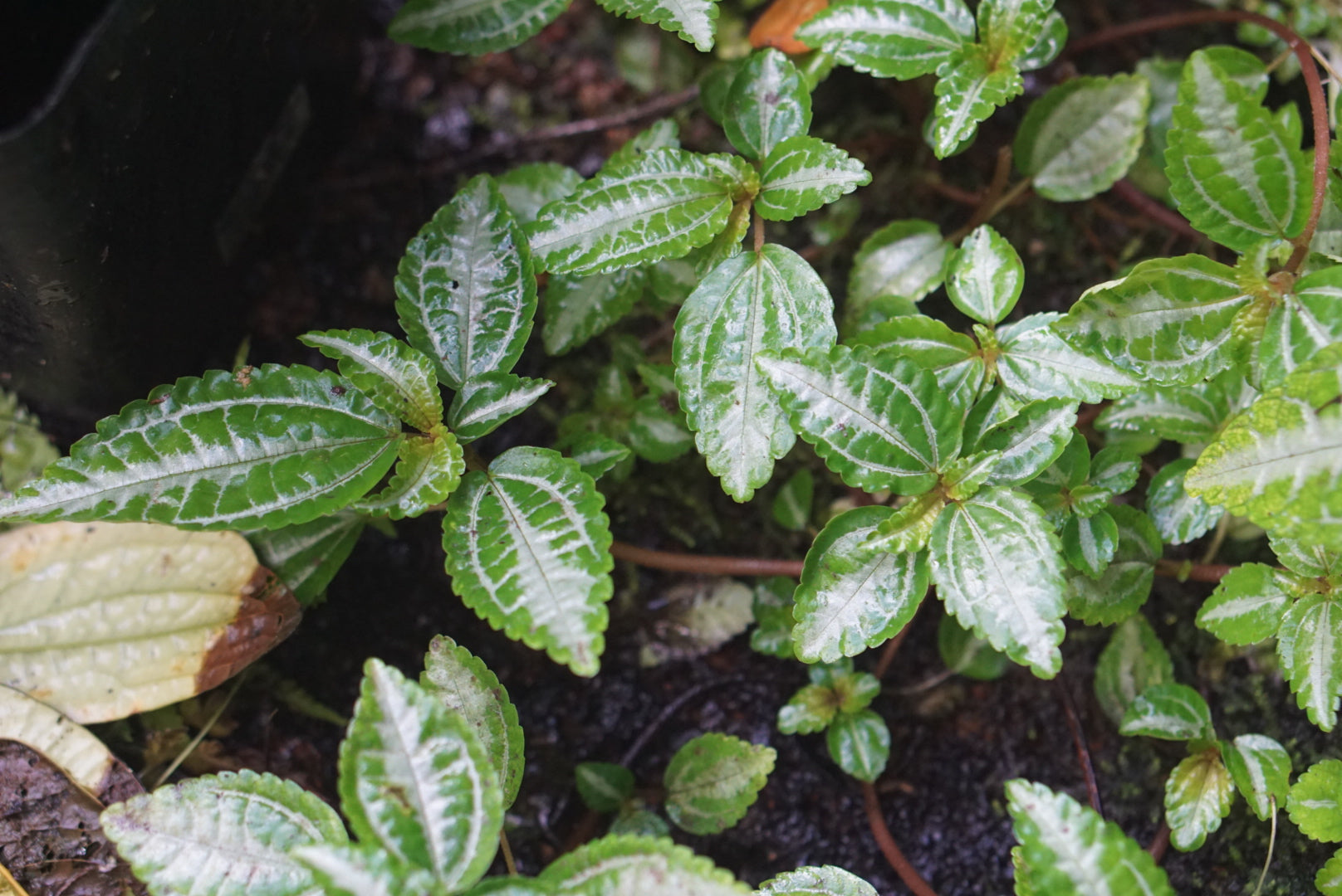 Pilea sp. Santa Fe