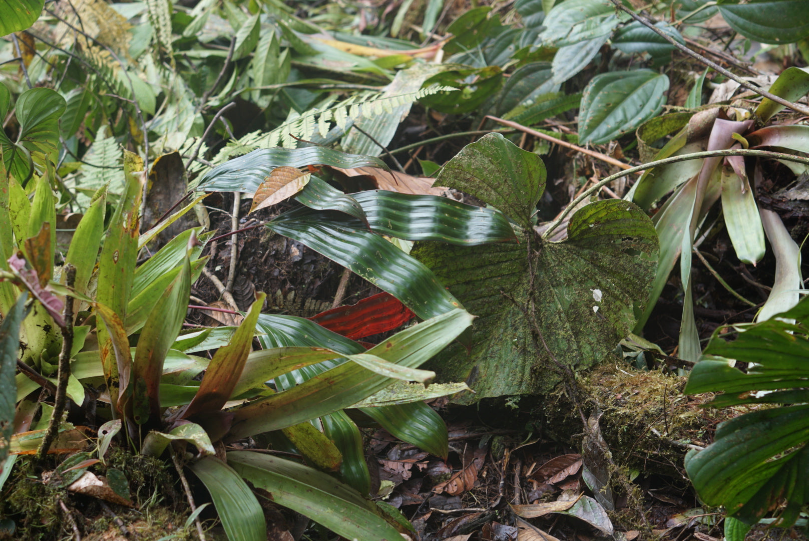 Asplundia aff utilis