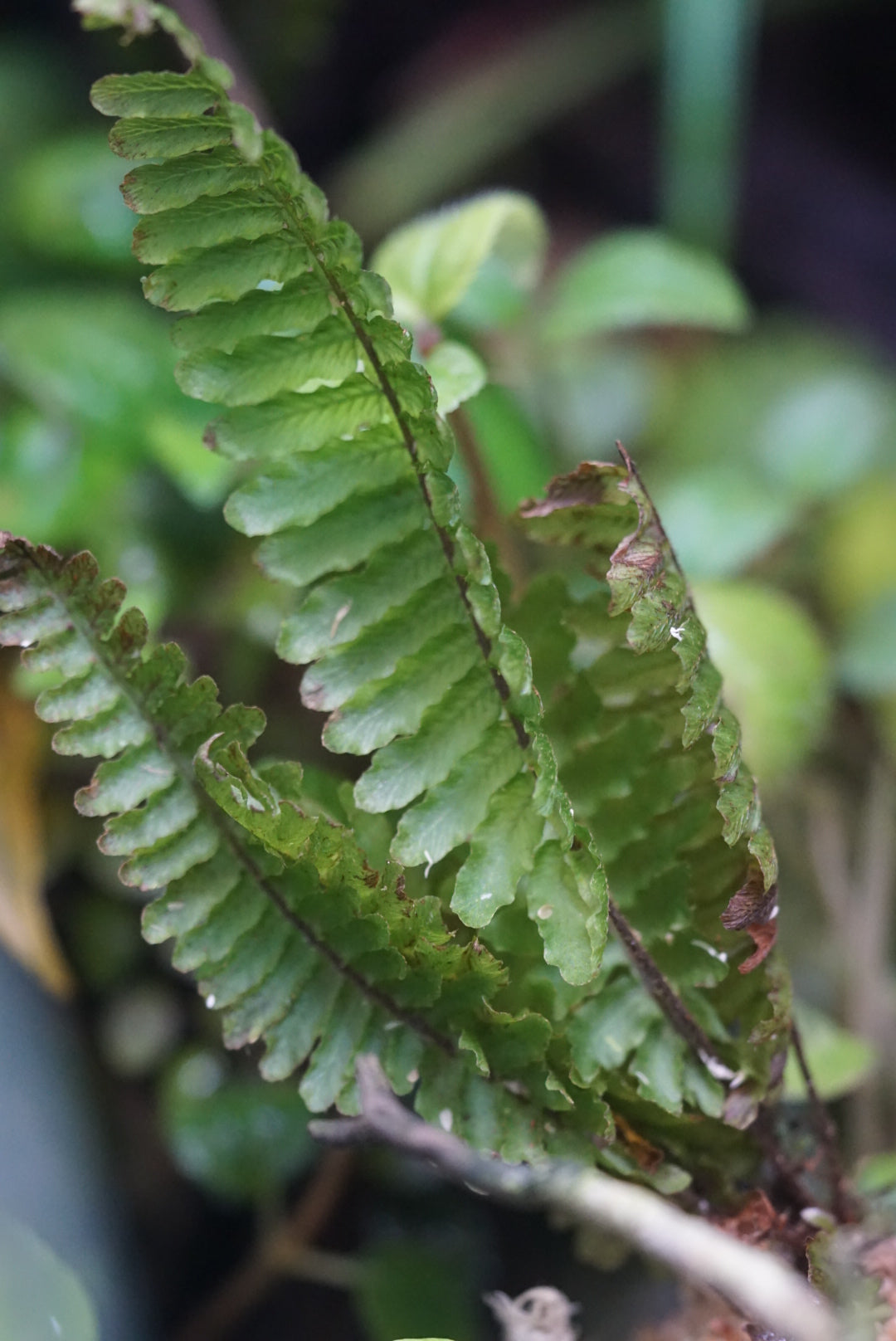 【南米シダ】 Trichomanes hostmannianum Trichomanes hostmanianum “Iquitos” – Understory Enterprises