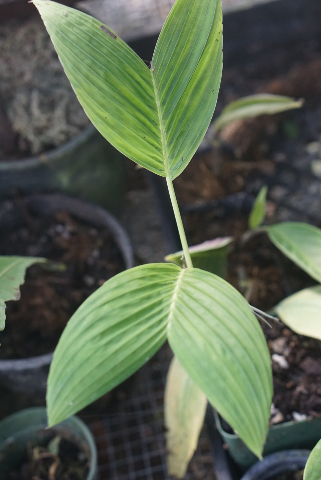 Geonoma aff cuneata
