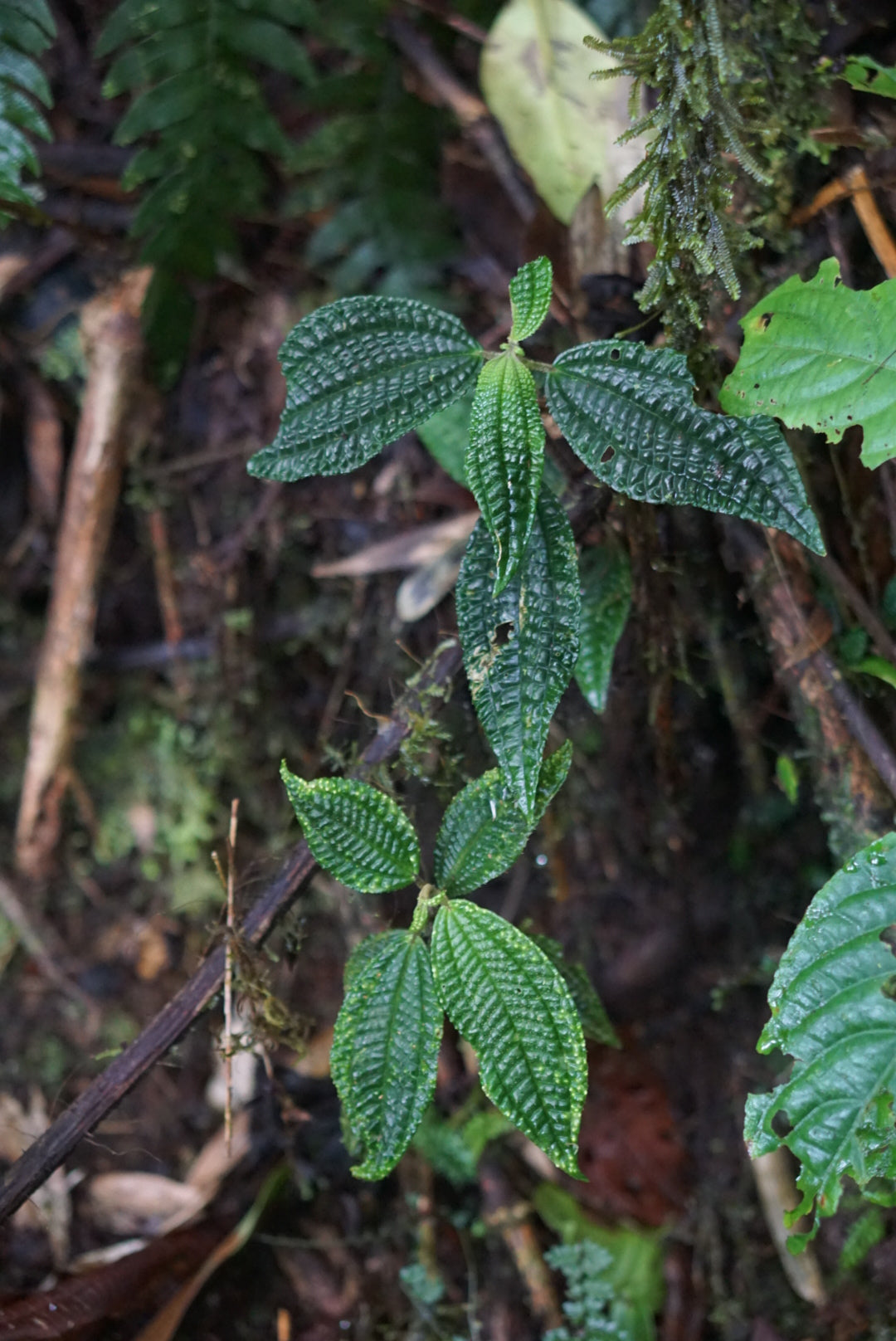 Melastome(?) sp Mindo