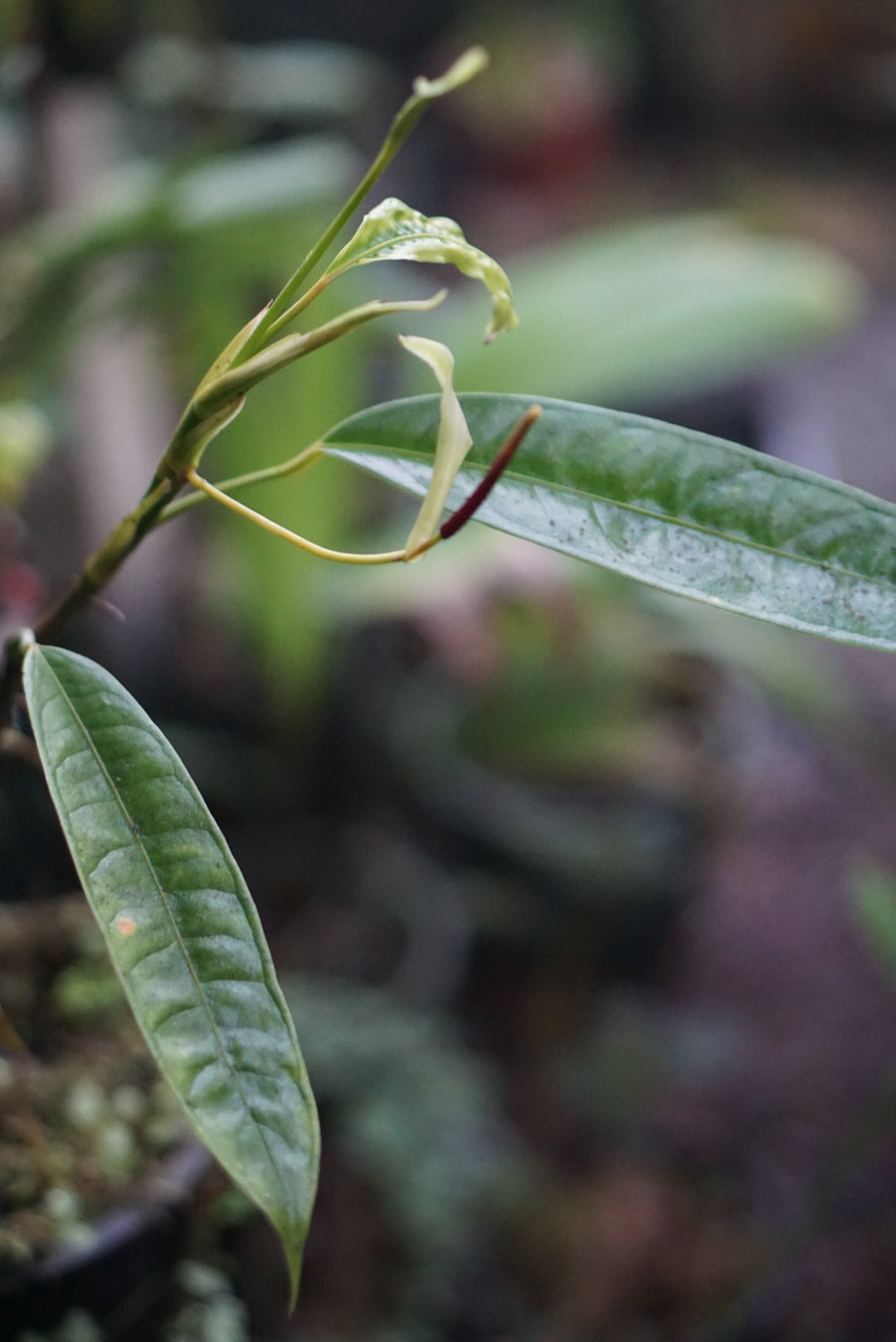 Anthurium mindense