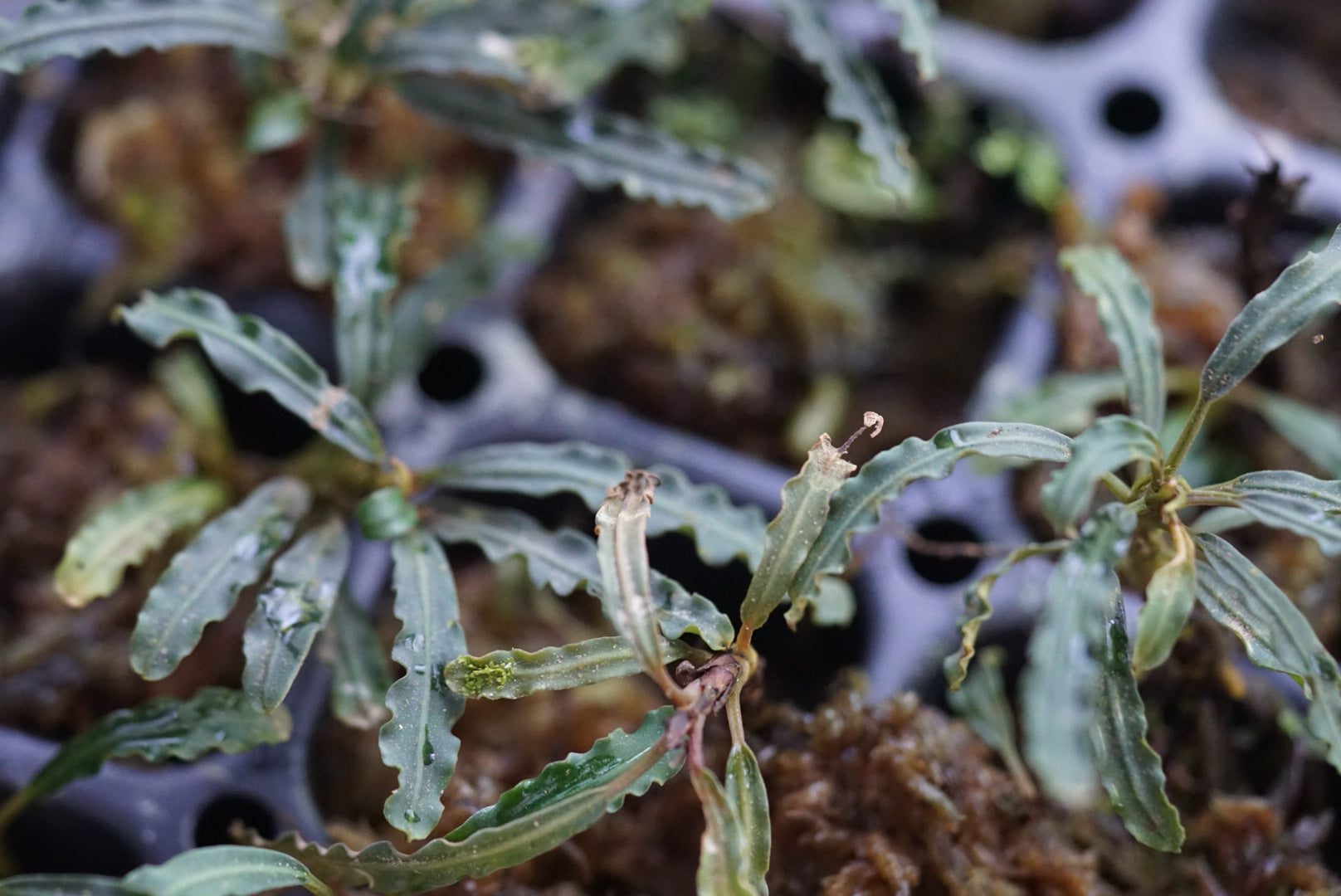 Bucephalandra 'Mini Catherinea'