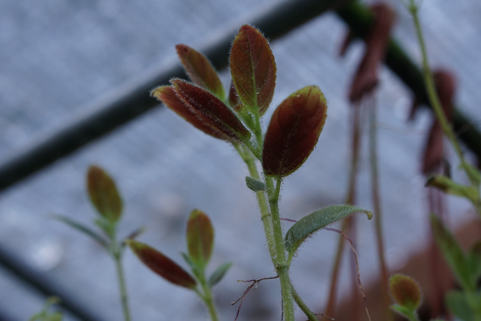 Columnea spathulata 'San Miguel'