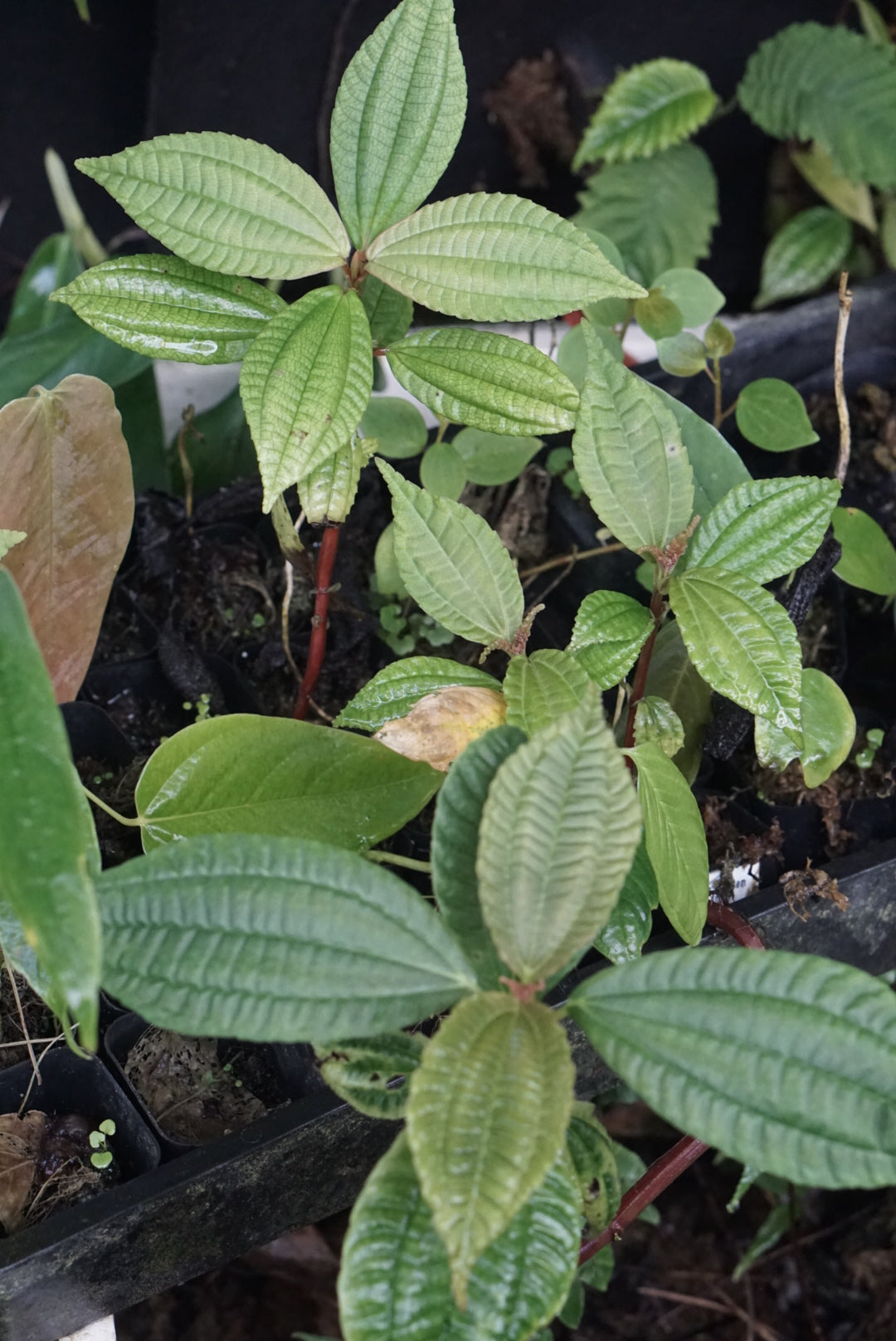 Pilea sp Choco