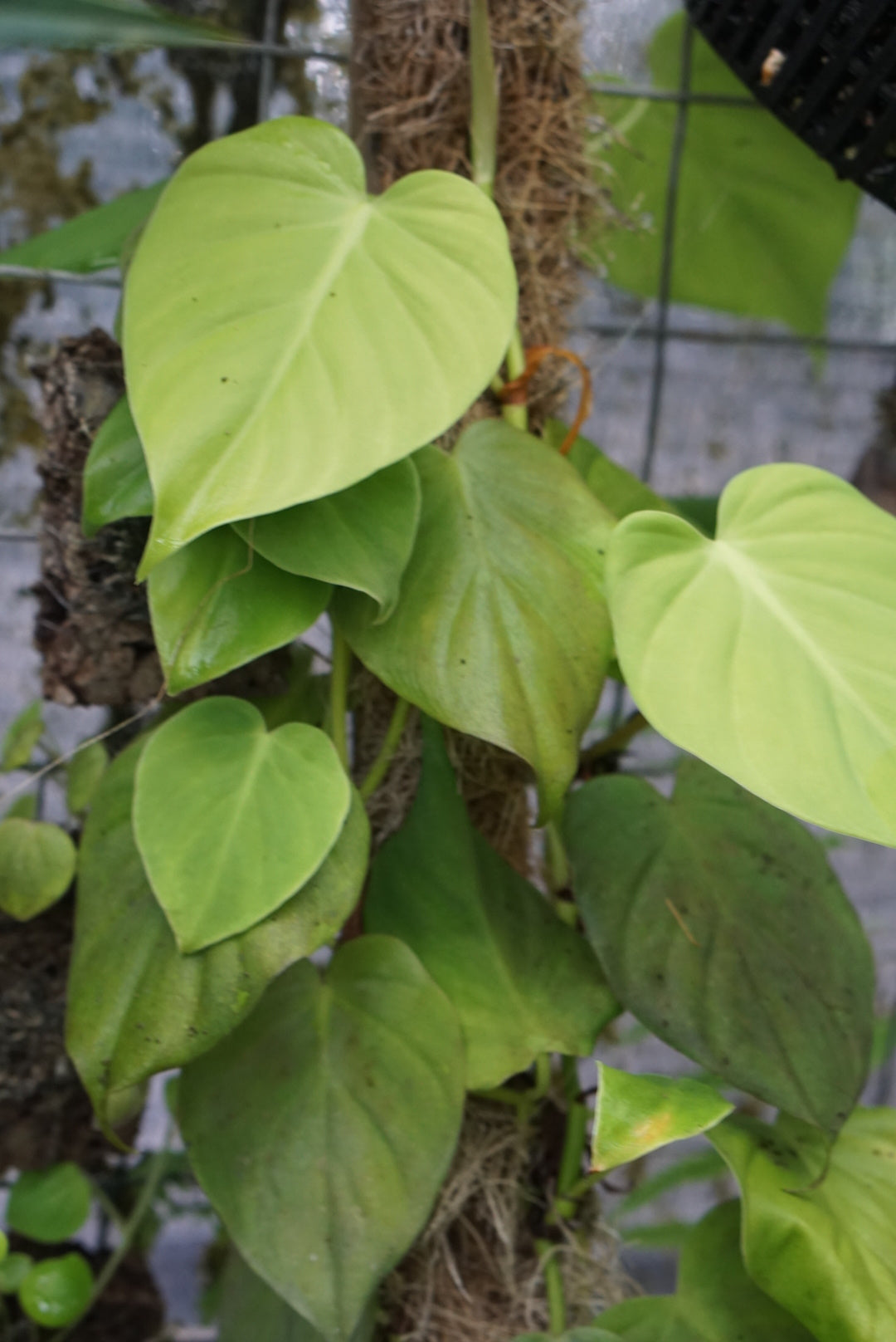 philodendron peru Philodendron hederaceum 'Peru'