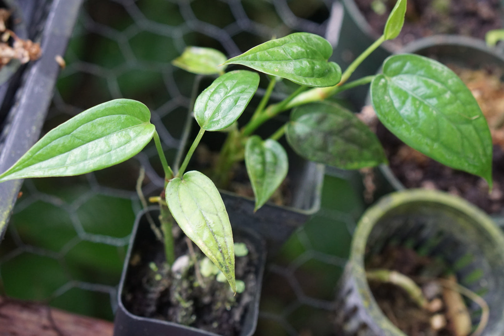 Anthurium sp. Lita