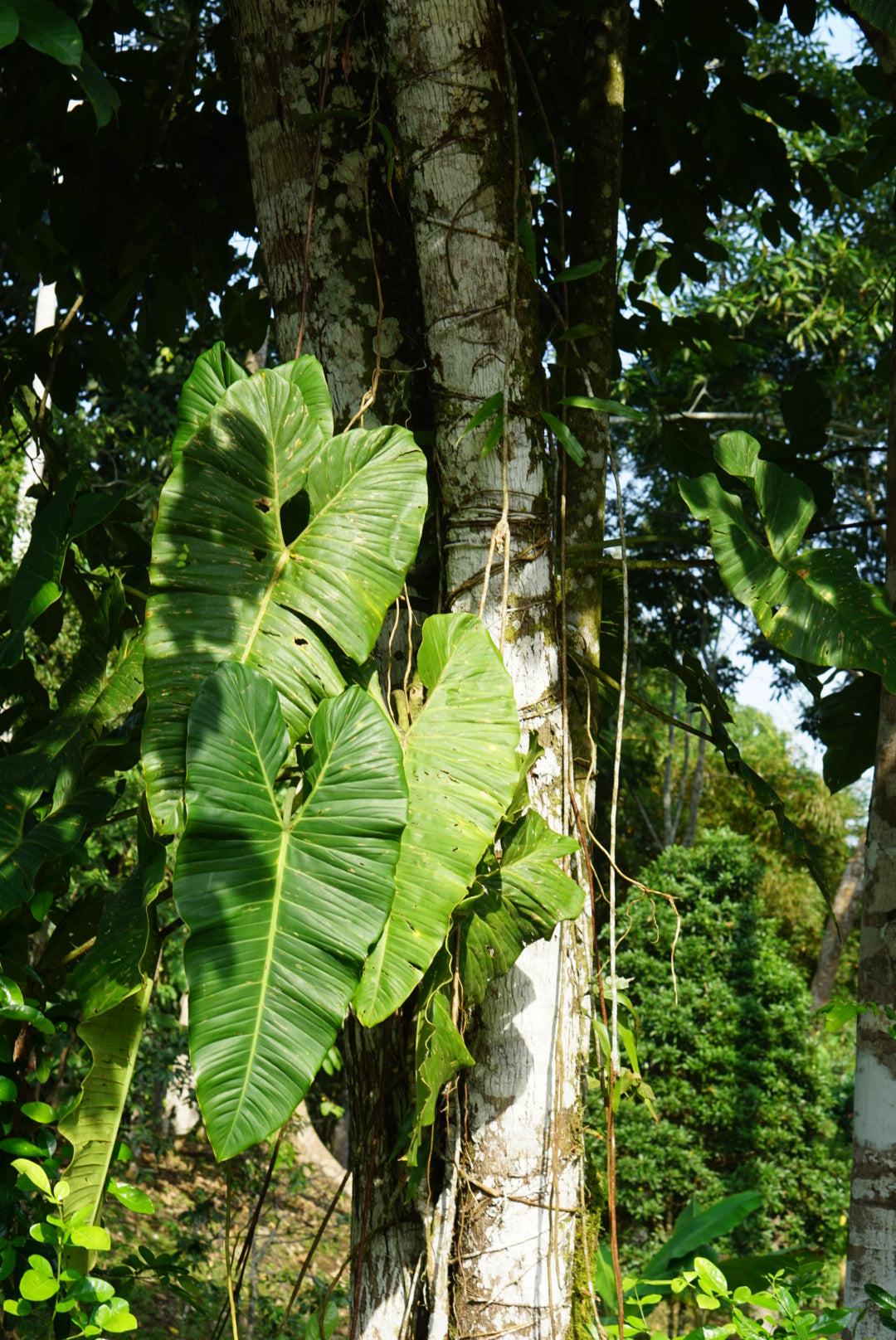 Philodendron deflexum