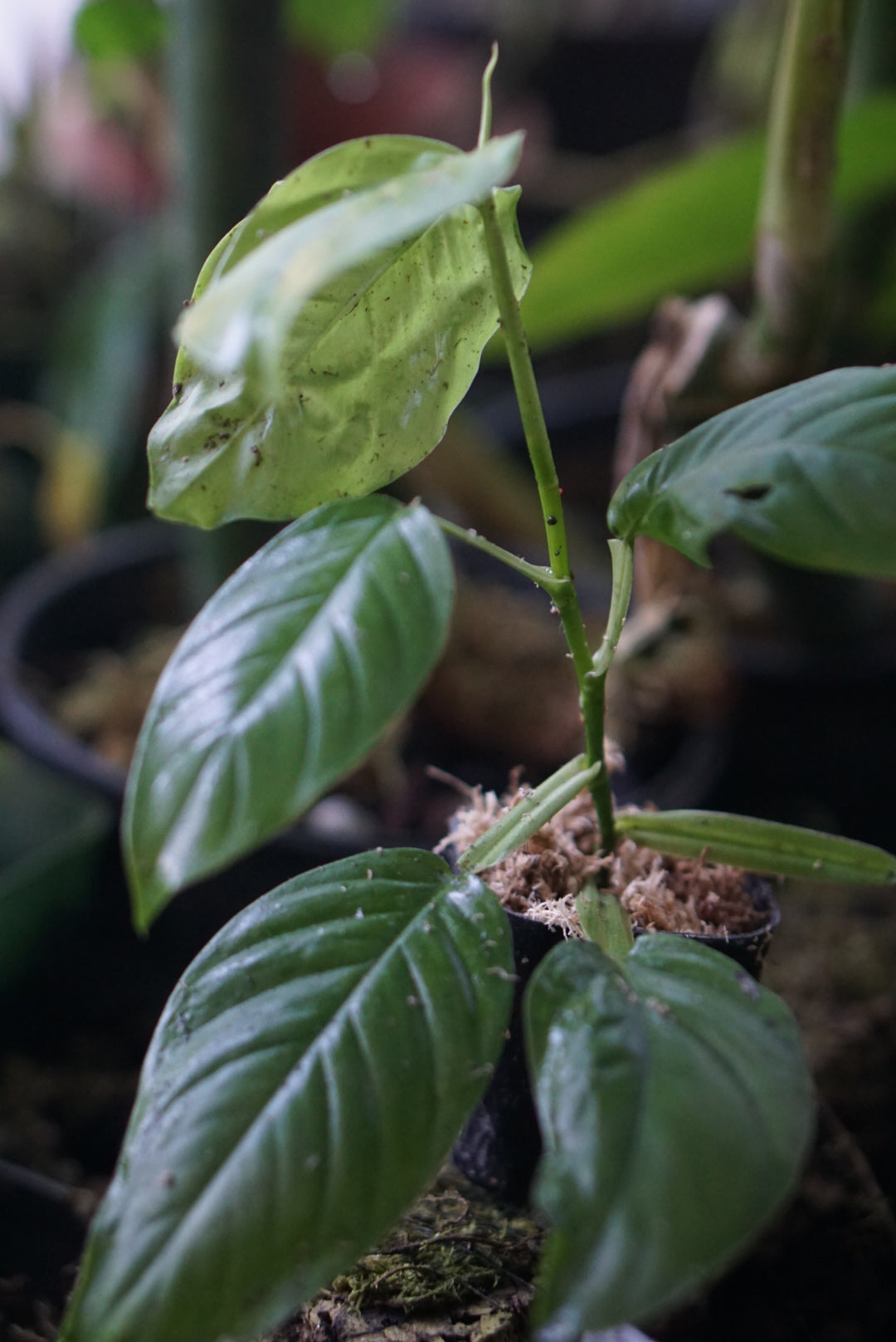 Philodendron sp. Panama 3 ABG