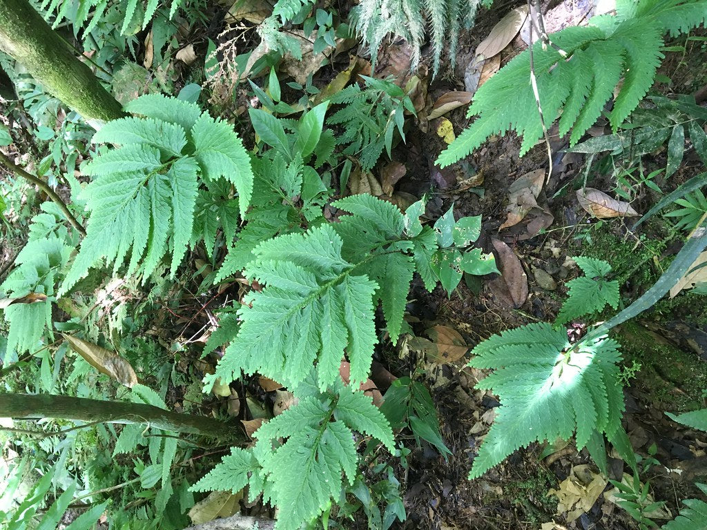 Selaginella sp. Amazonas