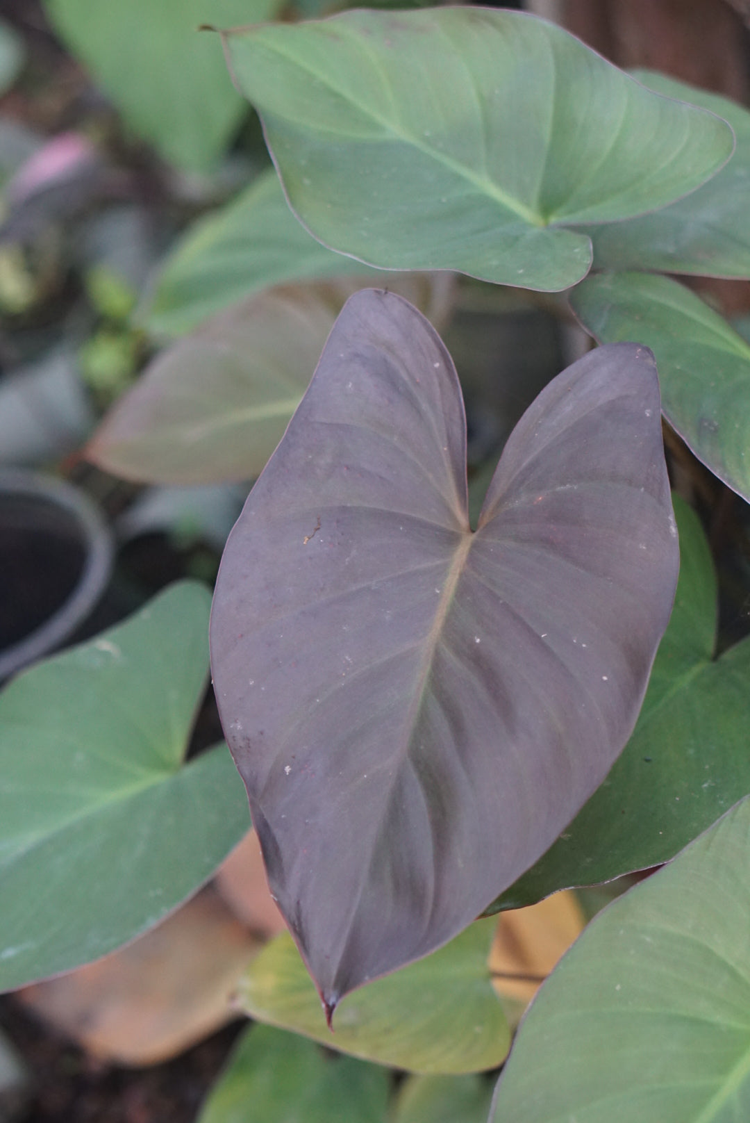 Anthurium moodeanum