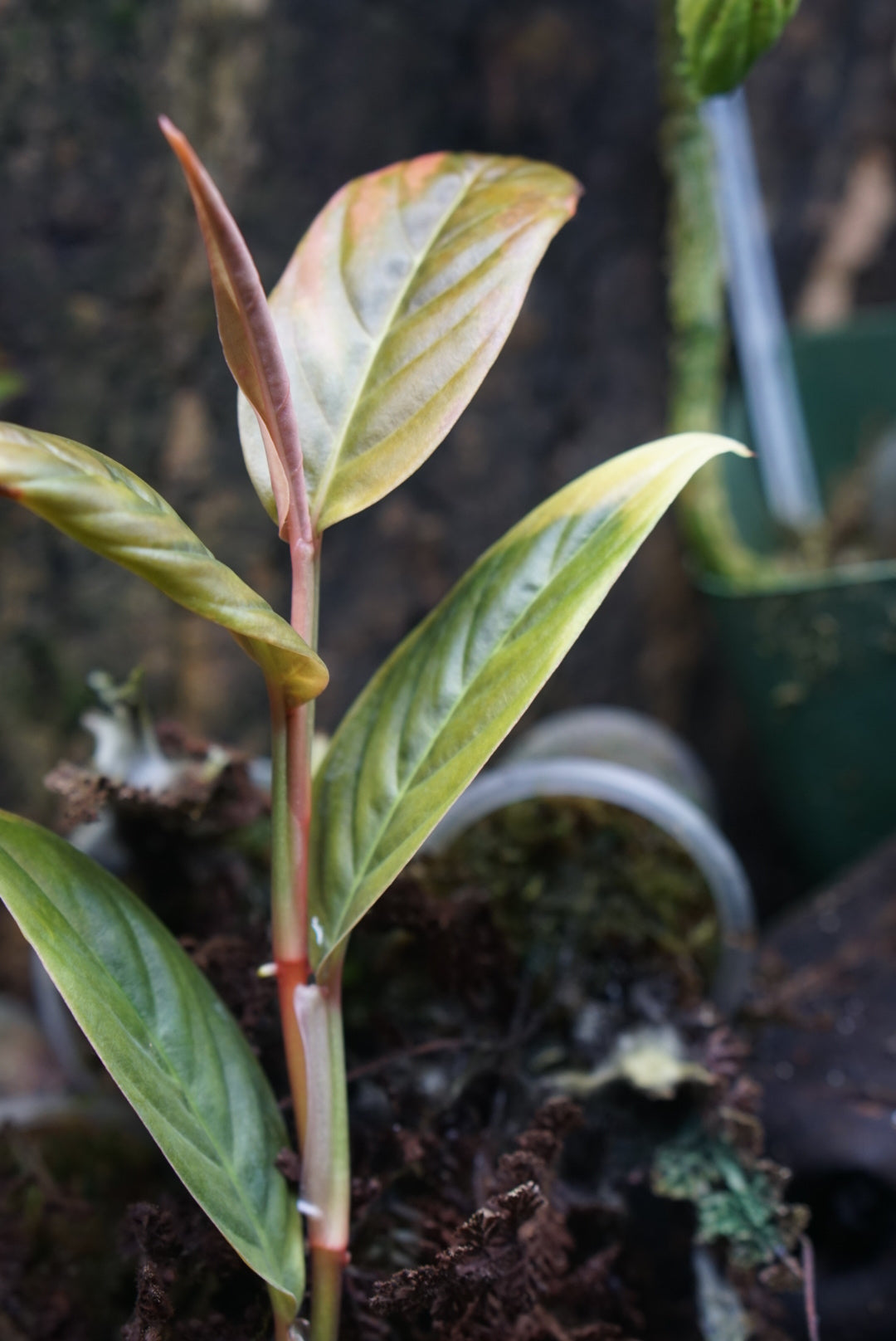 Rhodospatha sp. Peru 1