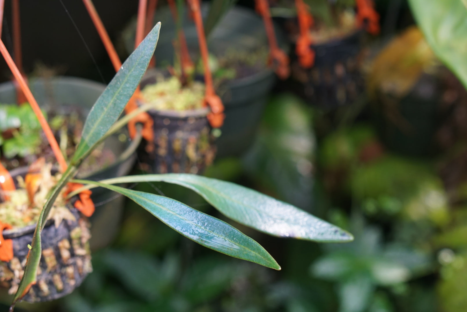 青光りシダ　Elaphoglossum herminieri エクアドル Elaphoglossum herminieri | Atlas Exotics