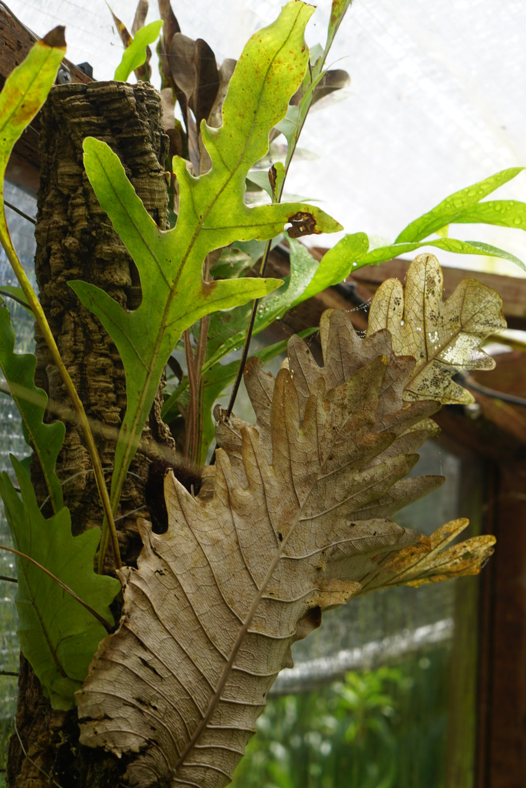 WEST KALIMANTAN | Atlas Exotics