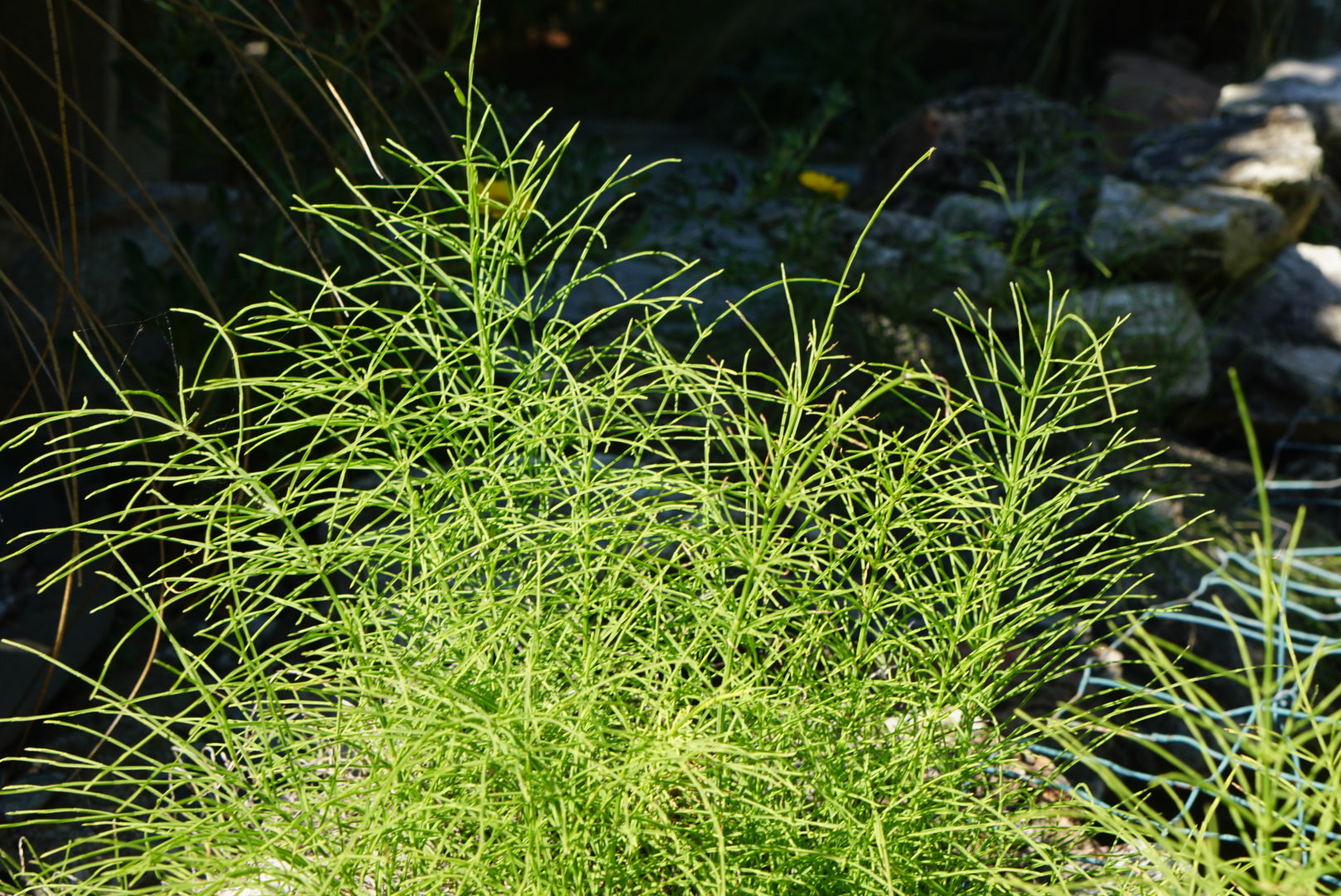 Equisetum arvense