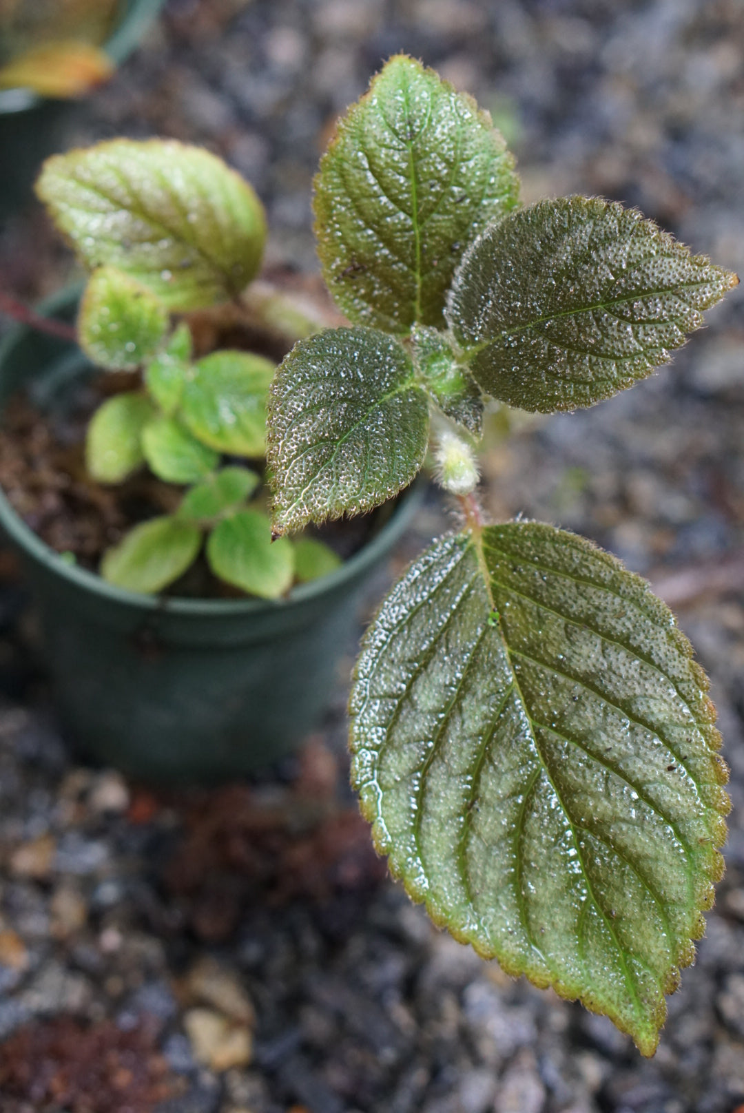 Kohleria inaequalis