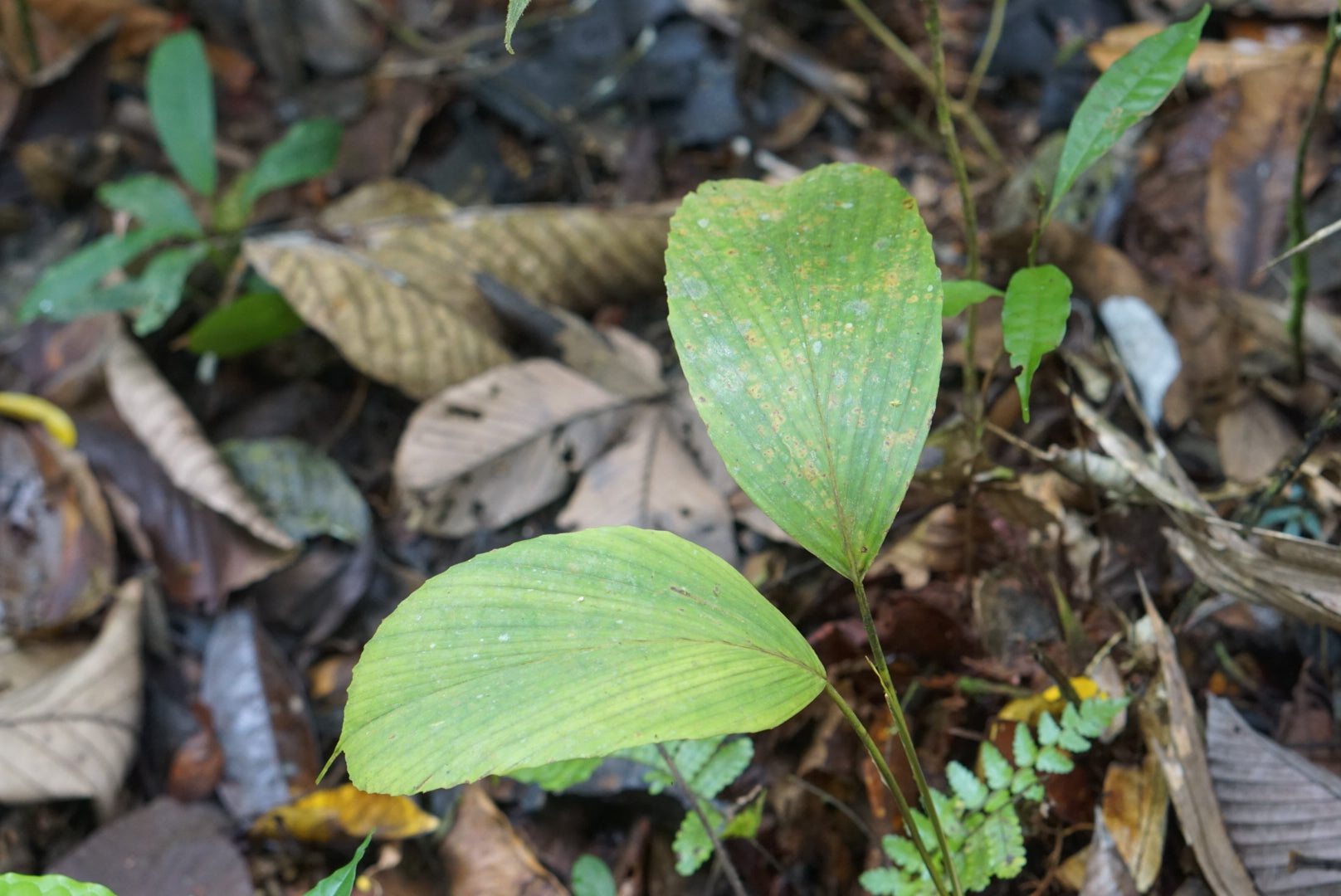 Iriarita? sp. Choco