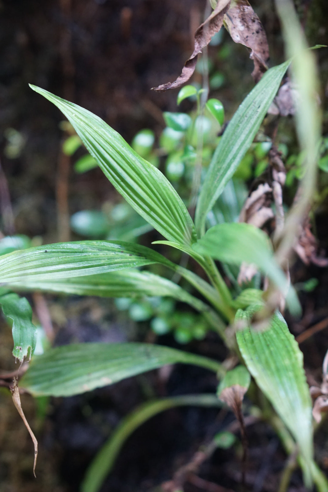 Dicranopygium sp. Mindo