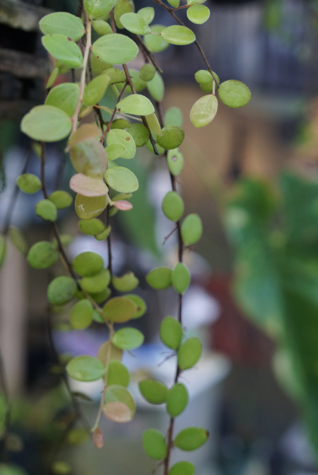 Sphymospermum aff buxifolium